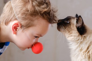 Fototapeta na wymiar cat child balinese together play. pet.