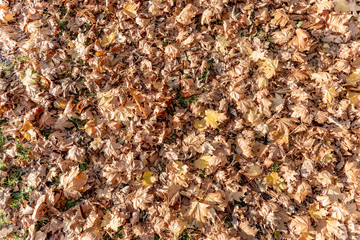 many dry leaves on the ground in autumn