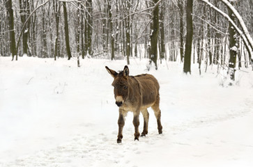 Donkey ( Equus africanus asinus ) walking in the snow in winter forest