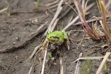 Frog fell in rice fields in Otaki Town, Chiba Prefecture, Japan
