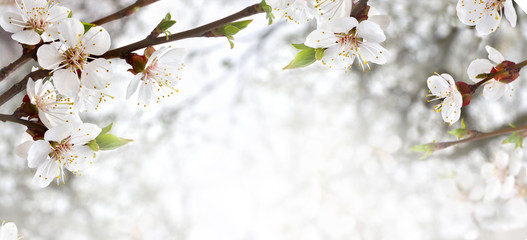 Blooming apricot tree, flowers with leaves on twig on a spring day with space for text