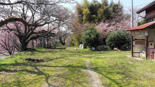 ドローン空撮 廃校と桜 後退