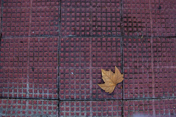 Lone Leaf