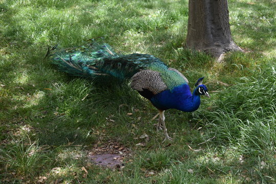 pavo real