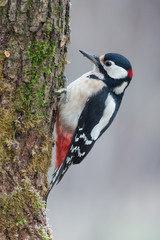 Red Woodpecker