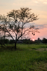 Plakat Tree which has bird's nest weaver bird In the middle of the grassland green have a cottage big bush and the fall sunset as back ground.