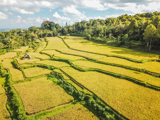 Obraz premium Lon stretching rise fields in Tetebatu, Lombok, Indonesia. The rise is ready to harvest. One bamboo hut to the left. Forest on the right. Lots of green color. Rice paddies separated with pathways.