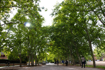 Fototapeta premium Green Spring Trees