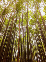 Kyoto bambooforest
