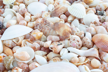 Sea Shells background 