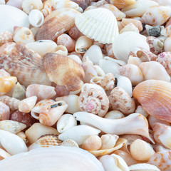 Sea Shells background 