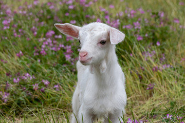 Baby of goat, Otaki town, Chiba prefecture, Japan