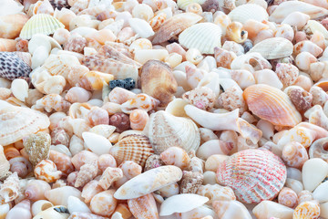 Sea Shells background 