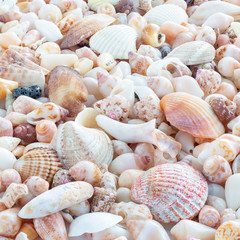 Sea Shells background 