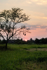 Tree which has bird's nest weaver bird In the middle of the grassland green have a cottage big bush and the fall sunset as back ground.