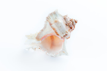 Fototapeta na wymiar Sea shells on a white background