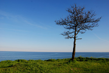 Lonely tree over the blue sea among the green grass