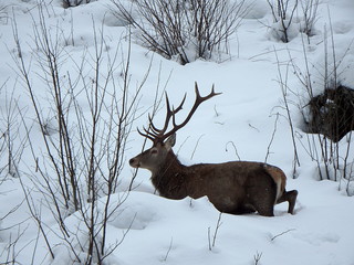 Beautiful red deer in snow covered winter landscape, (Cervus elaphus)e