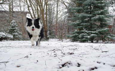 Border Collie in winter. Happy dog running on snow.