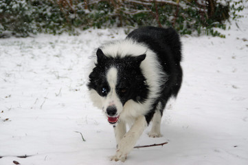 Border Collie in winter. Happy dog running on snow.