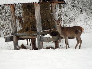 Beautiful red deer in snow covered winter landscape, (Cervus elaphus)e