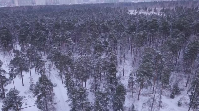 Beautiful pine trees forest cowered in snow. Early morning first warm light. Unique aerial drone shots in frizzing cold winter