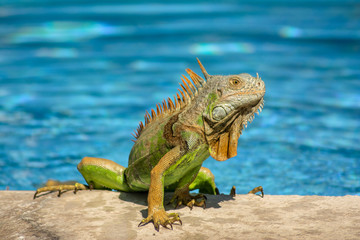 Verano