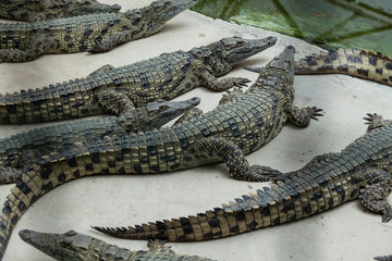 crocodiles on a crocodile farm