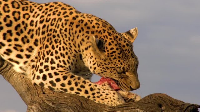 Leopard sitting in a tree, eating a chunk of meat.