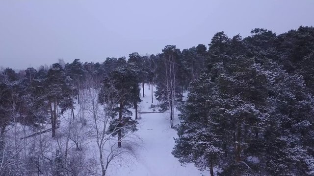 Beautiful pine trees forest cowered in snow. Early morning first warm light. Unique aerial drone shots in frizzing cold winter.