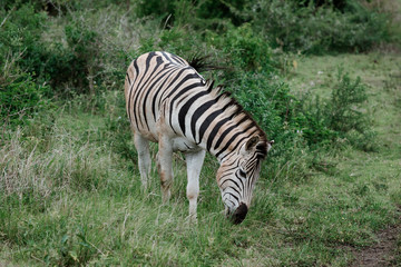 Fototapeta na wymiar Zebra grasing in the african bush