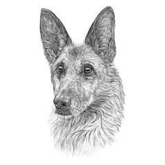 Realistic black and white Portrait of old German Shepherd Dog. Cute head of a domestic dog isolated on white background. Animal art collection: Dogs. Hand Painted Illustration of Pet. Design template