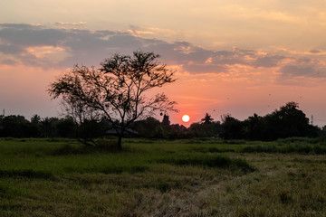 Tree which has bird's nest weaver bird In the middle of the grassland green have a cottage big bush and the fall sunset as back ground.