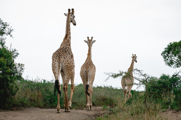 Three giraffes walking away in the african bush