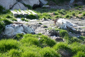 Ilulissat Greenland - July, sled dogs on a warm and sunny summer day, there life about 3200 husky in Ilulissat which the people need for the winter, in summer they only lying in the sun