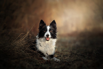 Naklejka na ściany i meble border collie dog funny trick portrait walk in the field 