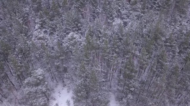 Beautiful pine trees forest cowered in snow. Early morning first warm light. Unique aerial drone shots in frizzing cold winter. North Siberia. 
