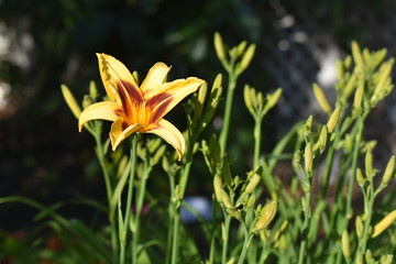 Fototapeta premium lys au jardin