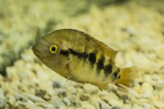 Tsichlasoma severum fish.