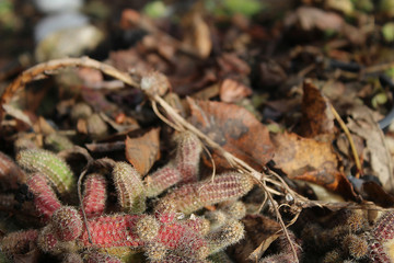 Cactus in my organic garden