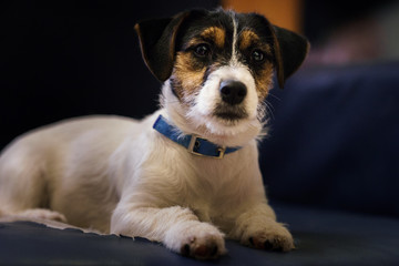 Puppy purebred dog Jack Russell terrier looking at everything from the couch