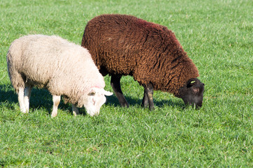 White sheep and black sheep
