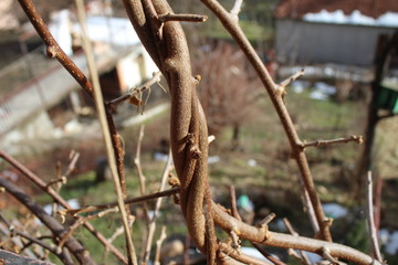 Branches of dry kiwi tree