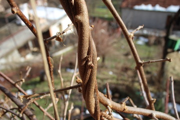 Branches of dry kiwi tree