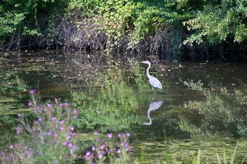Graureiher, im Wasser stehend