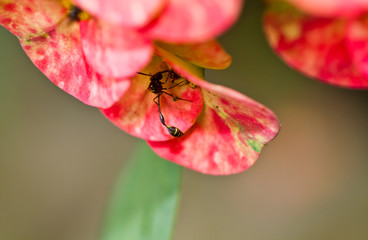 Wasp Hiding