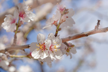 flowering almonds background