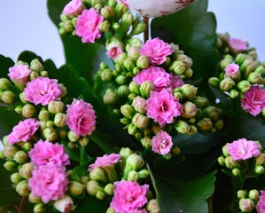 Kalanchoe, kleine Blüten
