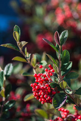 Crataegus laevigata or the Hawthorn tree
