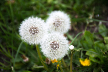 Taraxacum officinale, the common dandelion, is a flowering herbaceous perennial plant of the family Asteraceae